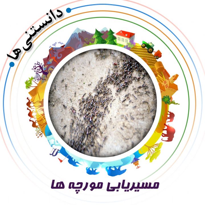 جلد کتاب صوتی مسیریابی مورچه ها