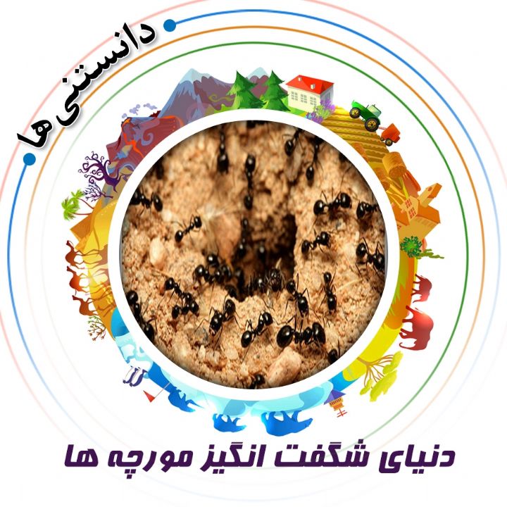 جلد کتاب صوتی دنیای شگفت انگیز مورچه ها
