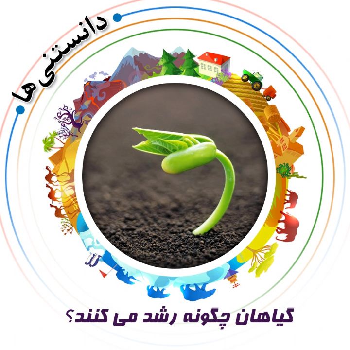 جلد کتاب صوتی گیاهان چگونه رشد می کنند؟