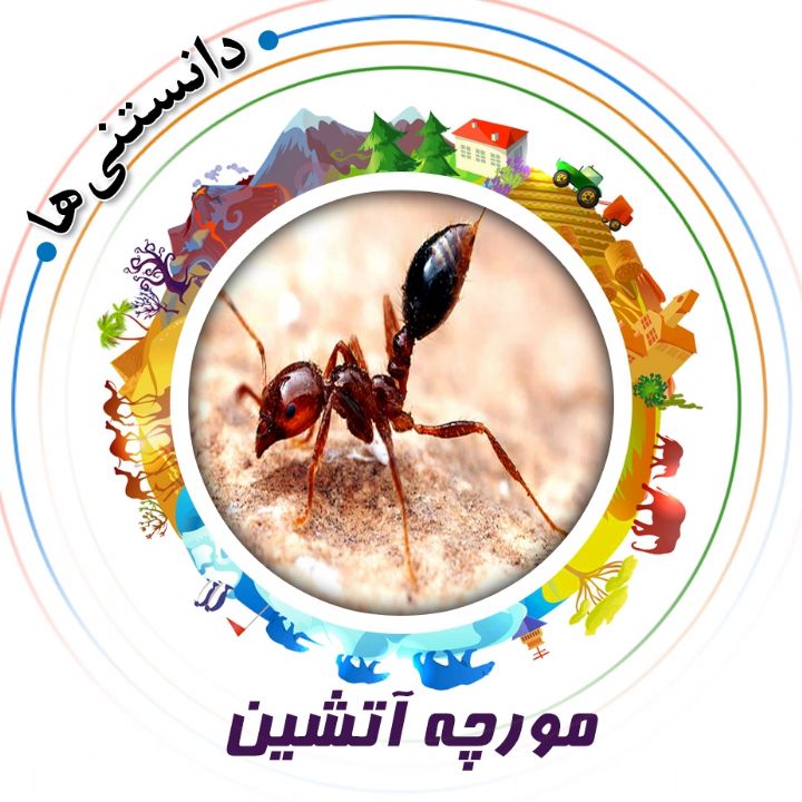 جلد کتاب صوتی مورچه آتشین