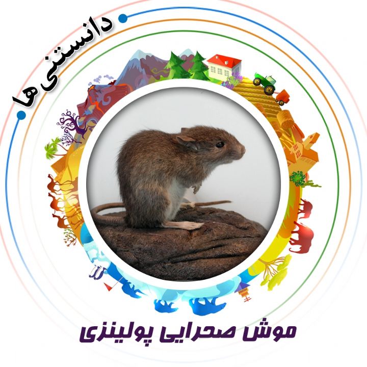 جلد کتاب صوتی موش صحرایی پولینزی