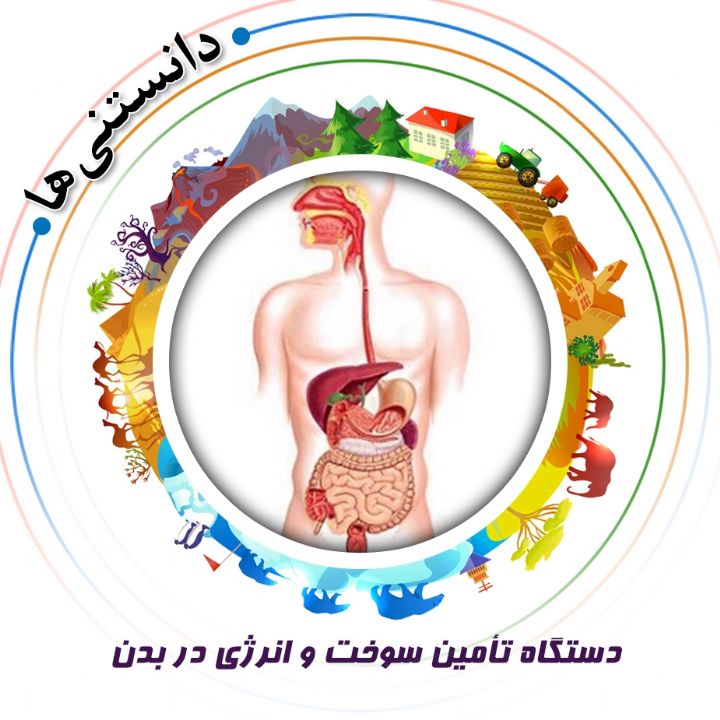 جلد کتاب صوتی دستگاه تأمین سوخت و انرژی در بدن