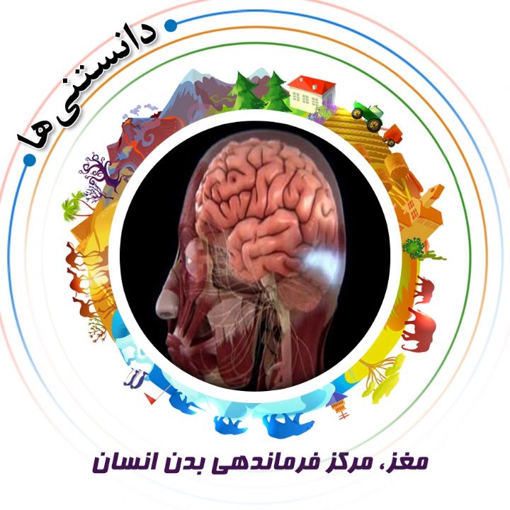جلد کتاب صوتی مغز، مرکز فرماندهی بدن انسان