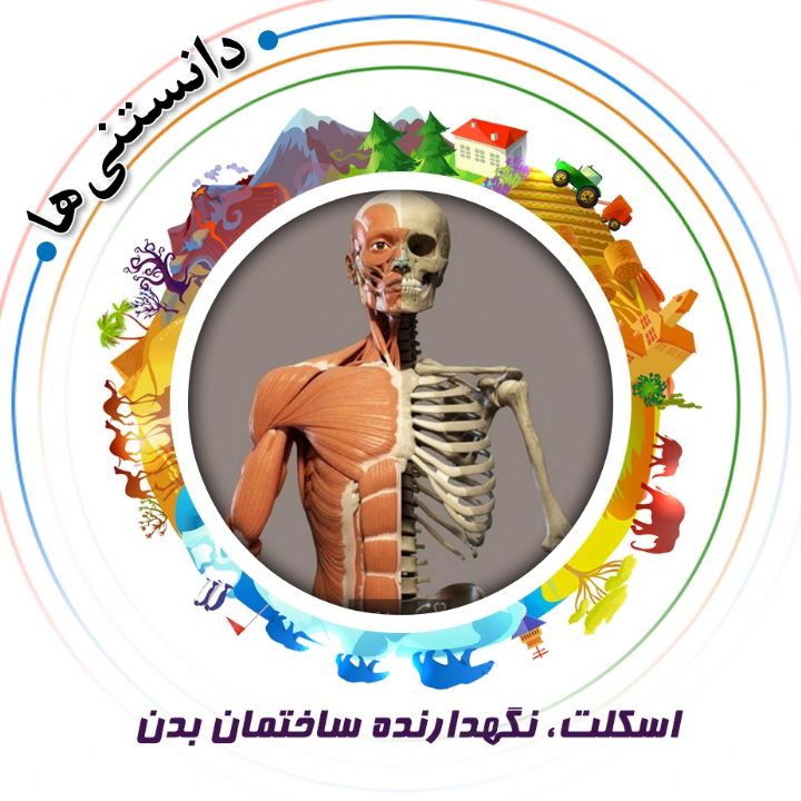 جلد کتاب صوتی اسکلت، نگهدارنده ساختمان بدن