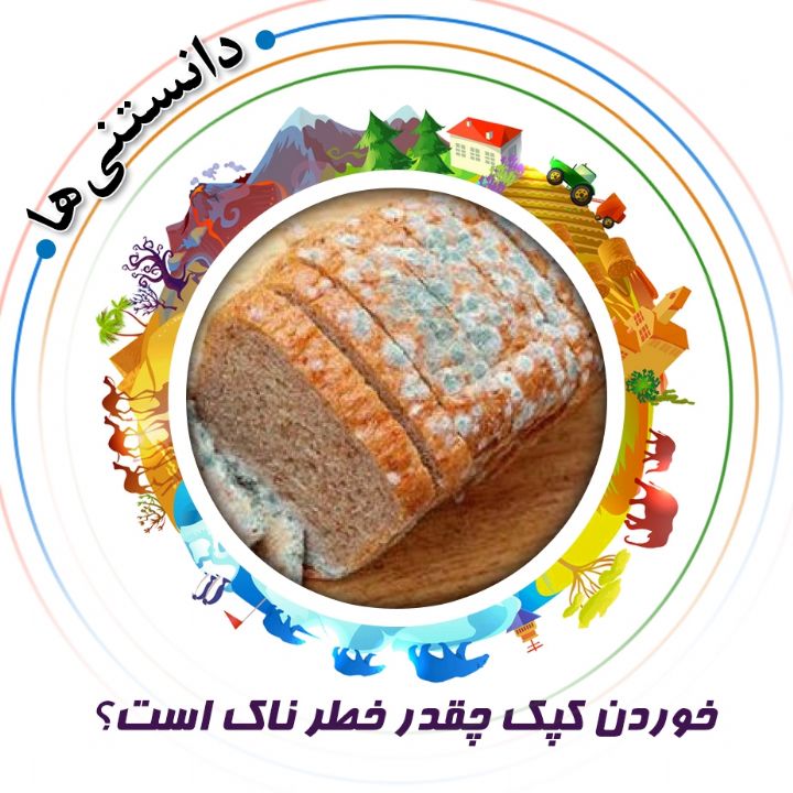 جلد کتاب صوتی خوردن کپک چقدر خطر ناک است؟