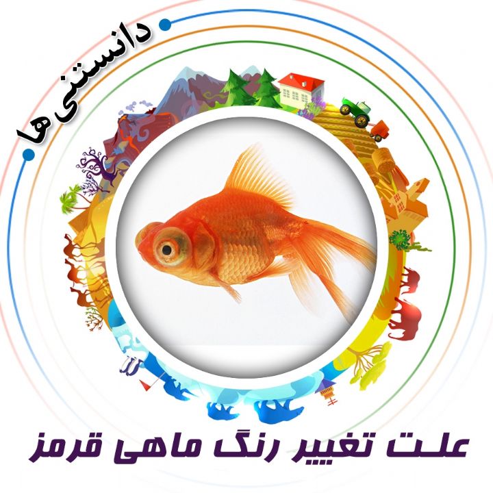 جلد کتاب صوتی علت تغییر رنگ ماهی قرمز