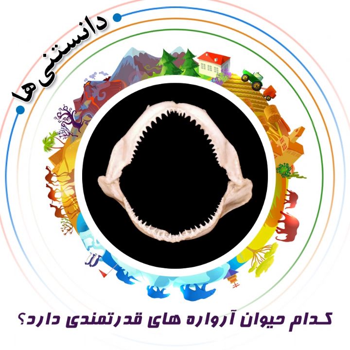 جلد کتاب صوتی کدام حیوان آرواره های قدرتمندی دارد؟