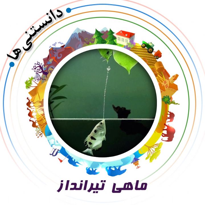 جلد کتاب صوتی ماهی تیرانداز