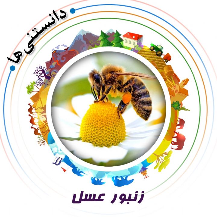 جلد کتاب صوتی زنبور عسل (علیرضا مجیدی)