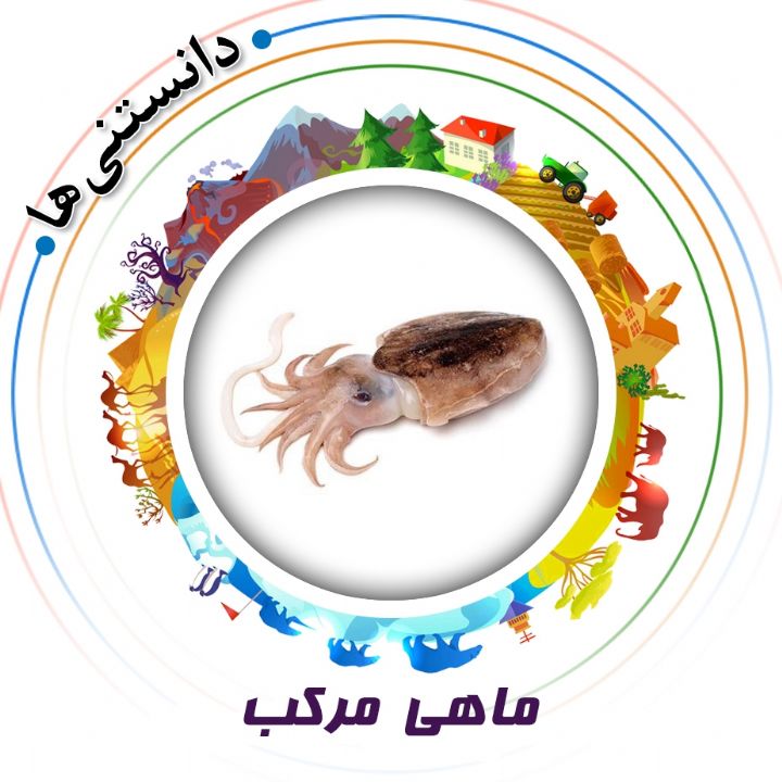 جلد کتاب صوتی ماهی مرکب