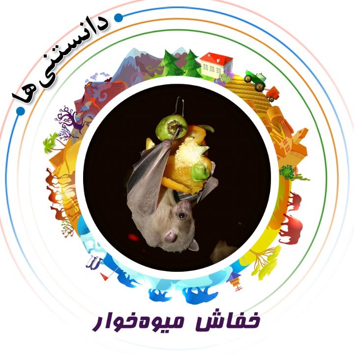 جلد کتاب صوتی خفاش میوه‌خوار
