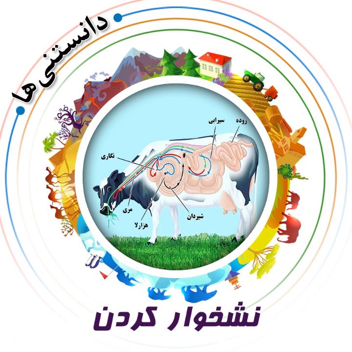 جلد کتاب صوتی نشخوار کردن