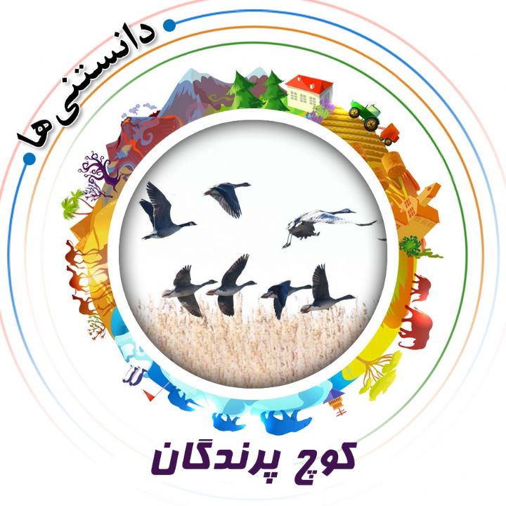 جلد کتاب صوتی کوچ پرندگان (علیرضا مجیدی)