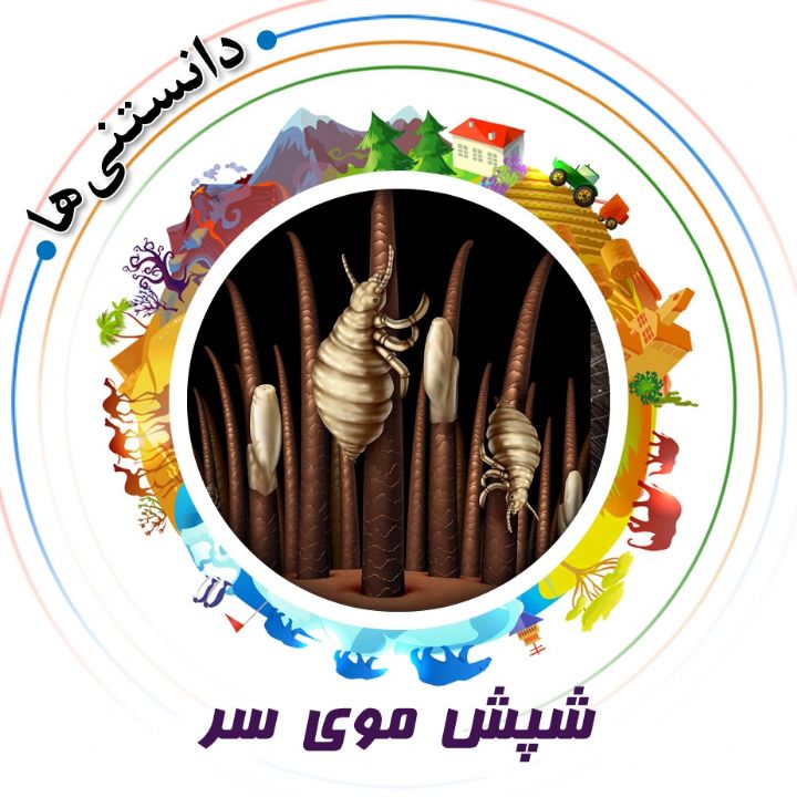 جلد کتاب صوتی شپش موی سر