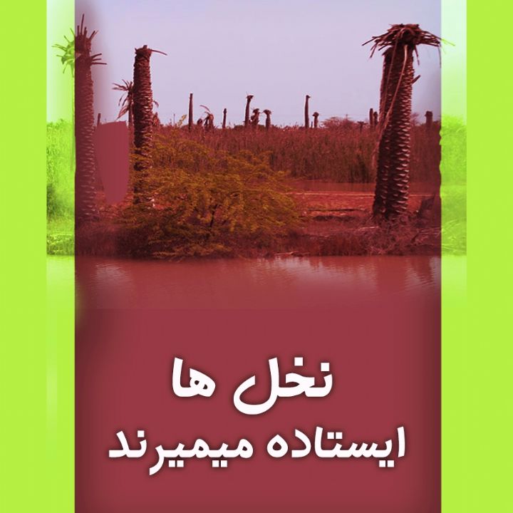 جلد کتاب صوتی نخل ها ایستاده می میرند