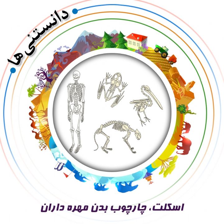 جلد کتاب صوتی اسکلت، چارچوب بدن مهره داران